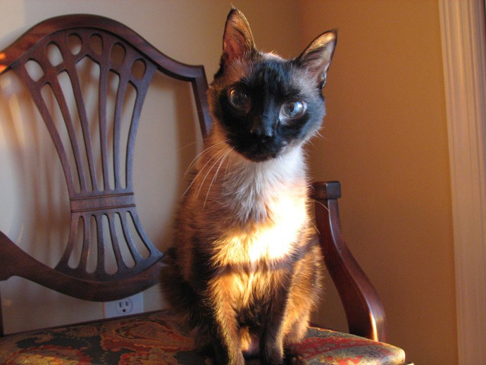 His Royal Highness | Faith, Hope, Love, and Luck Survive Despite a Whiskered Accomplice