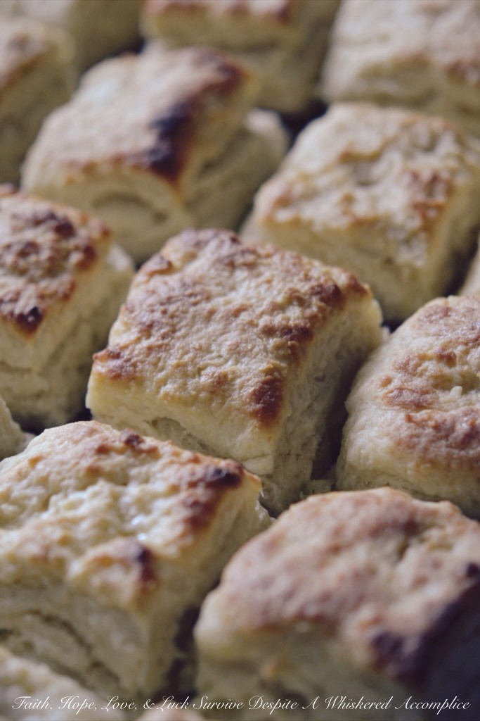 Biscuits for a Crowd, Group, or Herd | Faith, Hope, Love, and Luck Survive Despite a Whiskered Accomplice