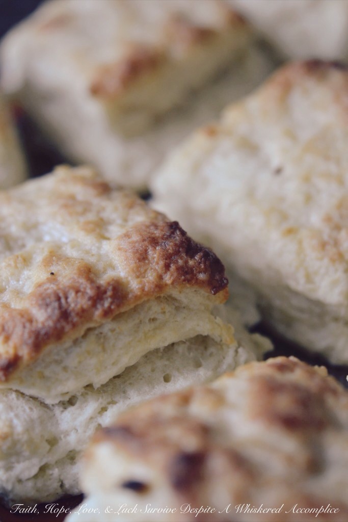 Biscuits for a Crowd, Group, or Herd | Faith, Hope, Love, and Luck Survive Despite a Whiskered Accomplice