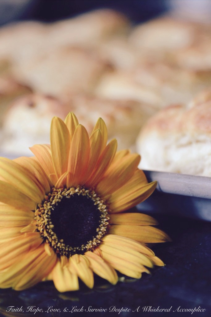 Biscuits for a Crowd, Group, or Herd | Faith, Hope, Love, and Luck Survive Despite a Whiskered Accomplice