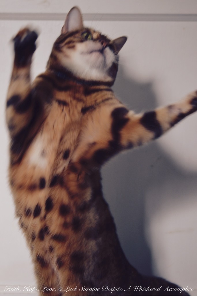 Happy Caturday! - 06/13/2015 | Faith, Hope, Love, and Luck Survive Despite a Whiskered Accomplice