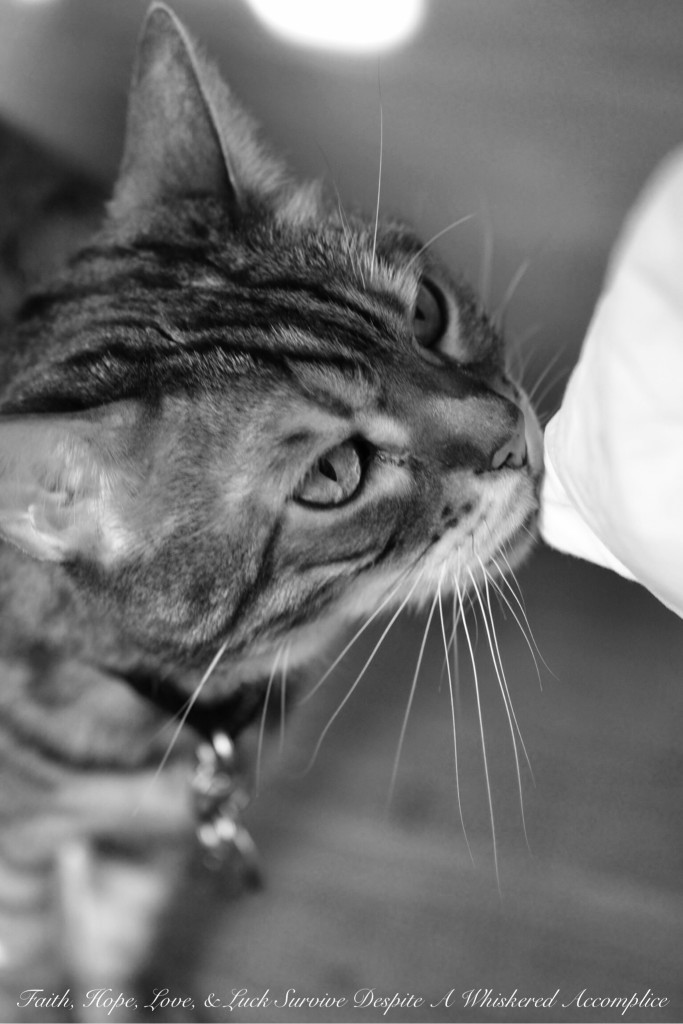 Happy Caturday! - 06/20/2015 | Faith, Hope, Love, and Luck Survive Despite a Whiskered Accomplice