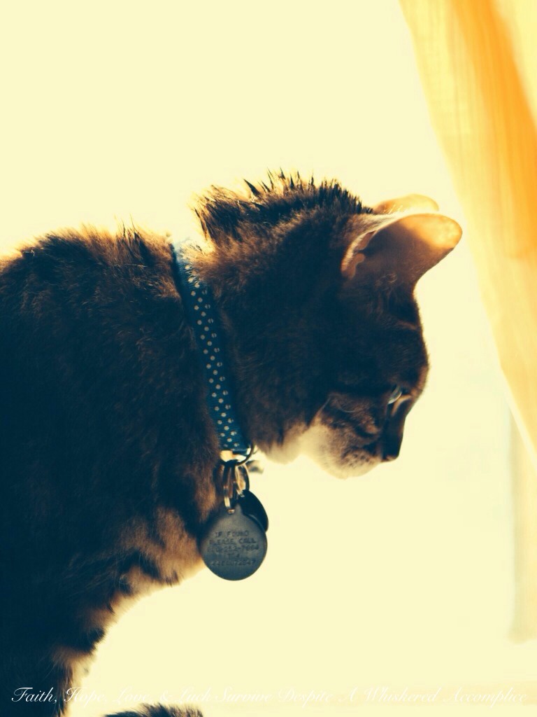 SUNDAY FUN DAY - SUNDAY, AUGUST 17, 2014 | Faith, Hope, Love, and Luck Survive Despite a Whiskered Accomplice