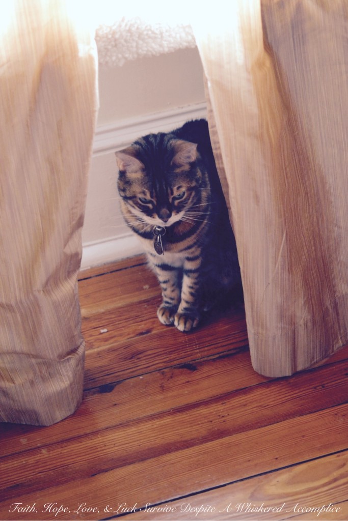 Happy Caturday! - 06/27/2015 | Faith, Hope, Love, and Luck Survive Despite a Whiskered Accomplice
