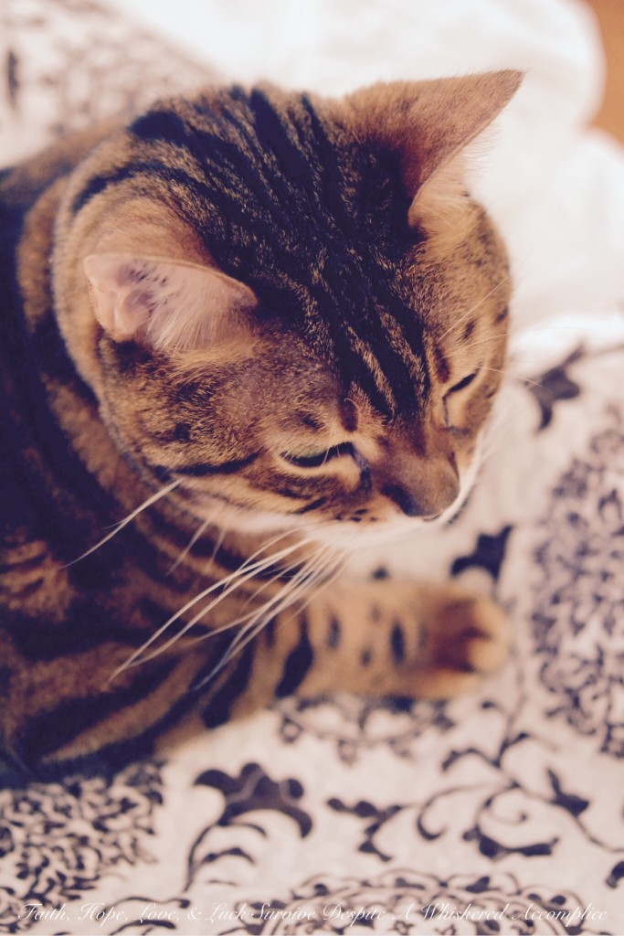 Happy Caturday! - 07/18/2015 | Faith, Hope, Love, and Luck Survive Despite a Whiskered Accomplice