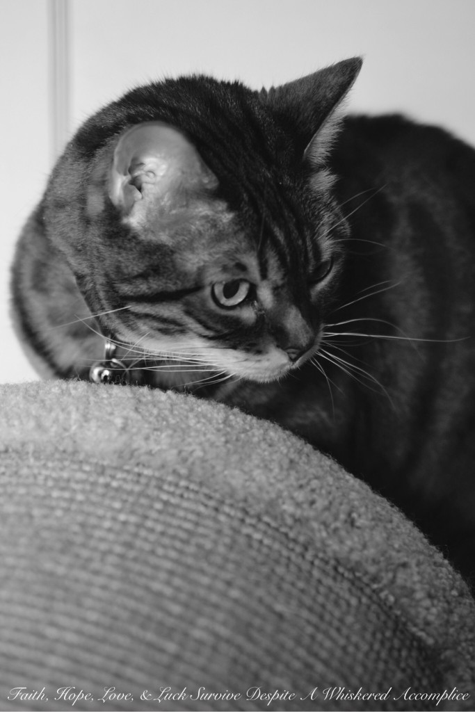 Happy Caturday! - 07/26/2015 | Faith, Hope, Love, and Luck Survive Despite a Whiskered Accomplice