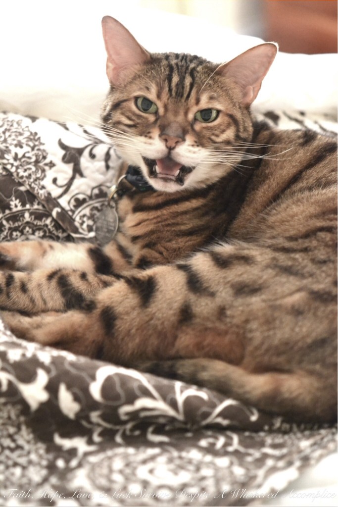 Happy Caturday! - 08/01/2015 | Faith, Hope, Love, and Luck Survive Despite a Whiskered Accomplice