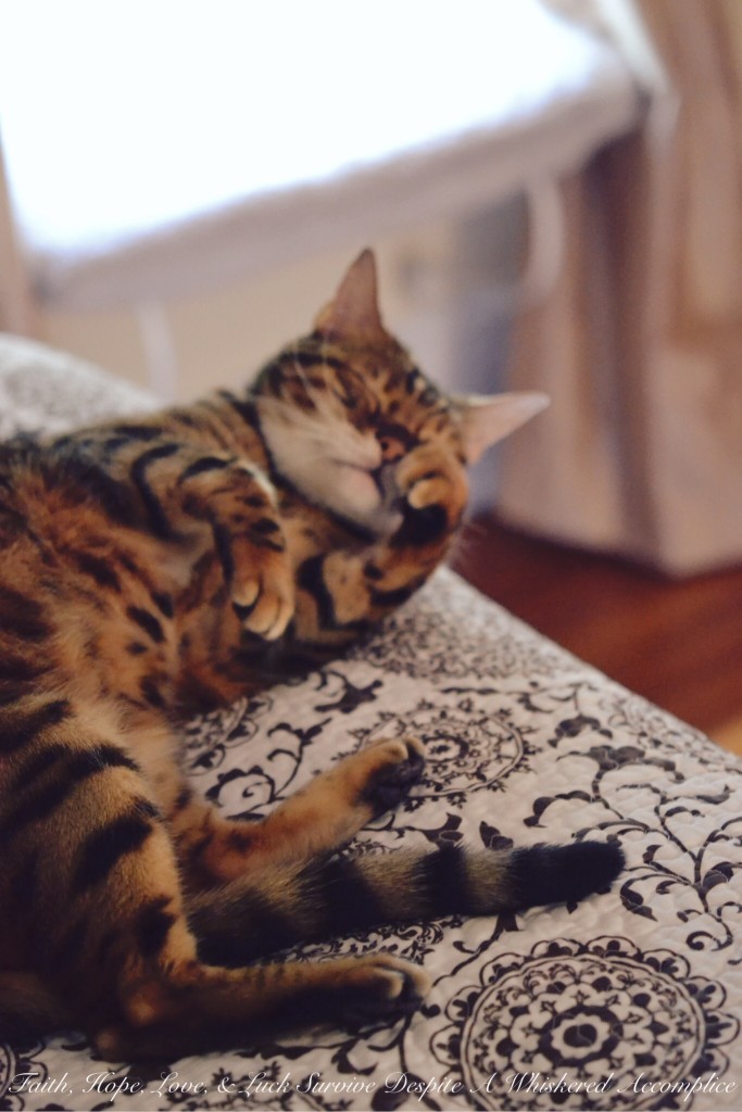 Happy Caturday! - 08/15/2015 | Faith, Hope, Love, and Luck Survive Despite a Whiskered Accomplice