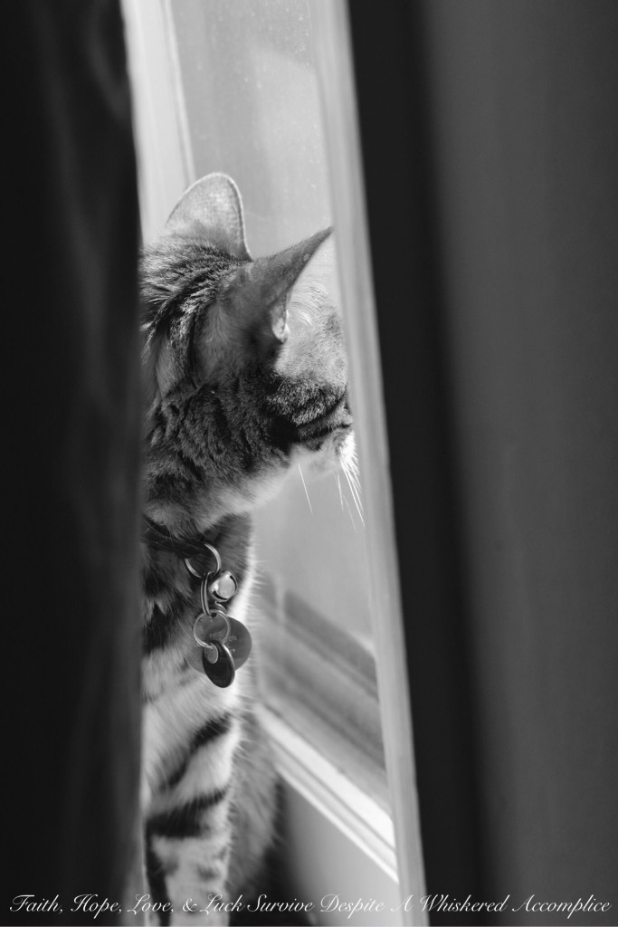 Happy Caturday! - 08/08/2015 | Faith, Hope, Love, and Luck Survive Despite a Whiskered Accomplice