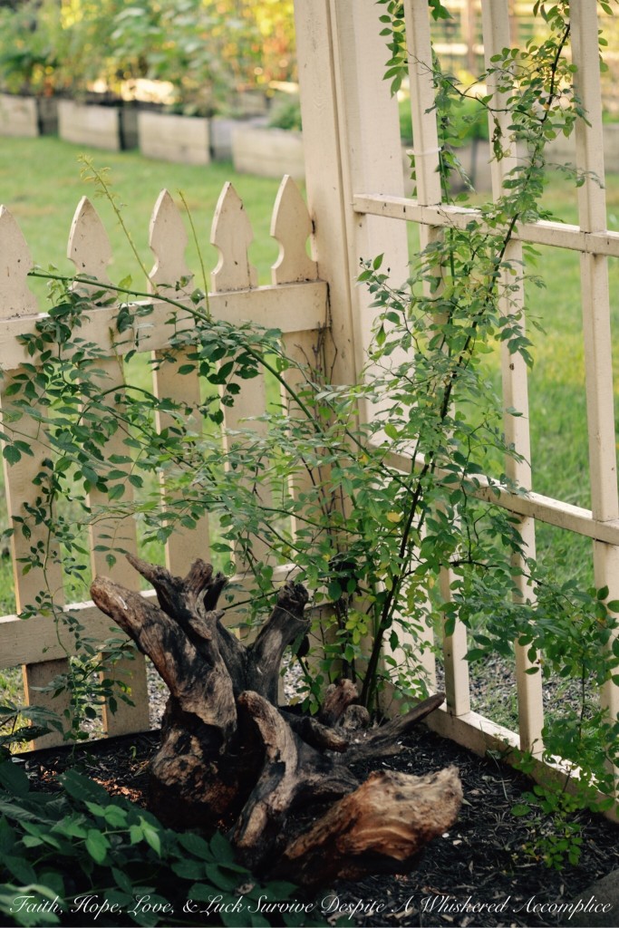 The Thursday Thirteen - 08/27/2015 | Faith, Hope, Love, and Luck Survive Despite a Whiskered Accomplice