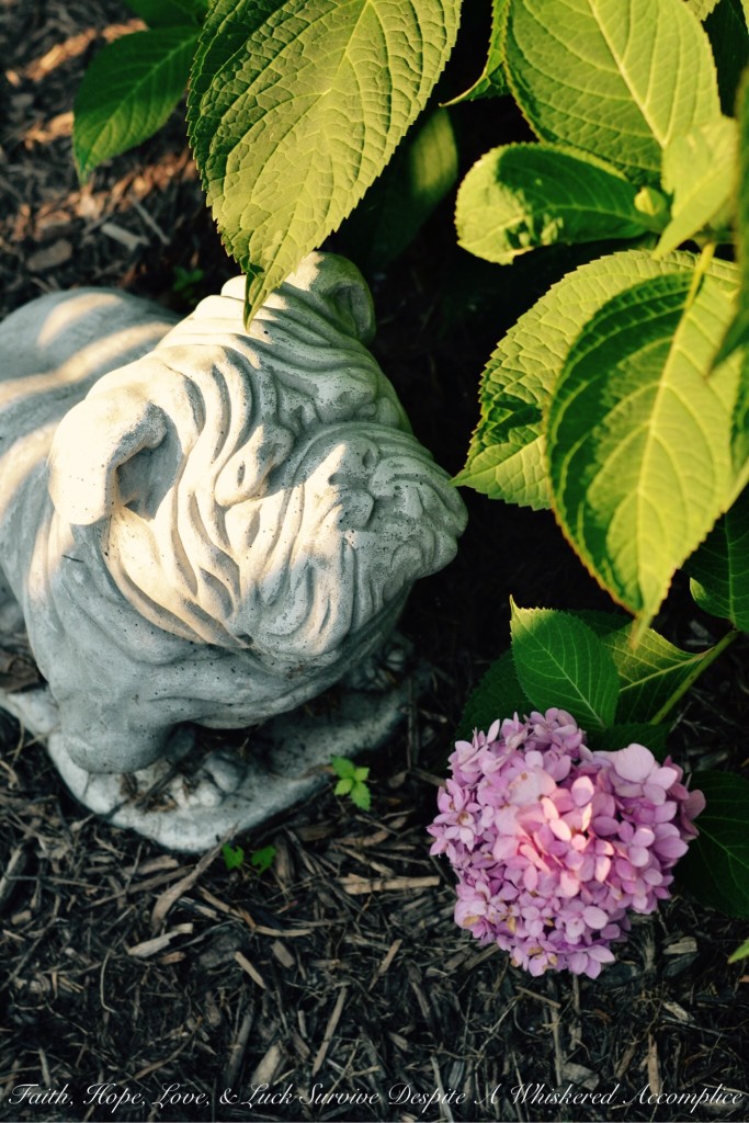 The Thursday Thirteen - 08/27/2015 | Faith, Hope, Love, and Luck Survive Despite a Whiskered Accomplice