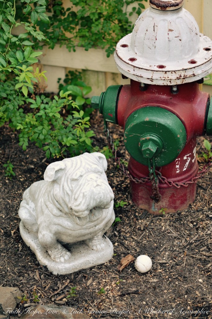 The Thursday Thirteen - 08/27/2015 | Faith, Hope, Love, and Luck Survive Despite a Whiskered Accomplice