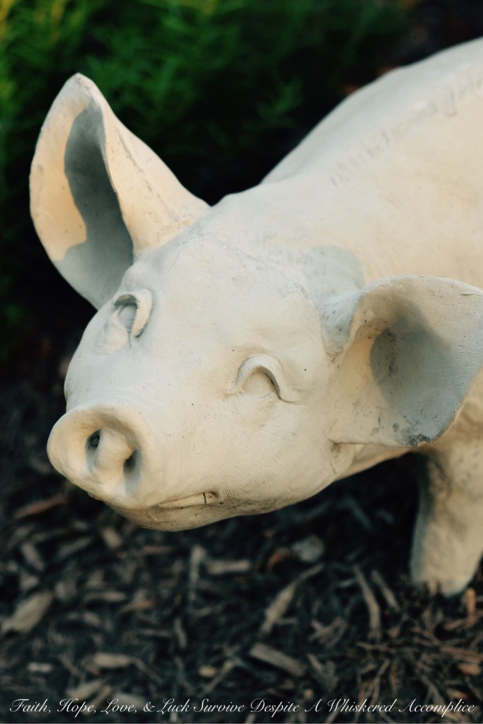 The Thursday Thirteen - 08/27/2015 | Faith, Hope, Love, and Luck Survive Despite a Whiskered Accomplice