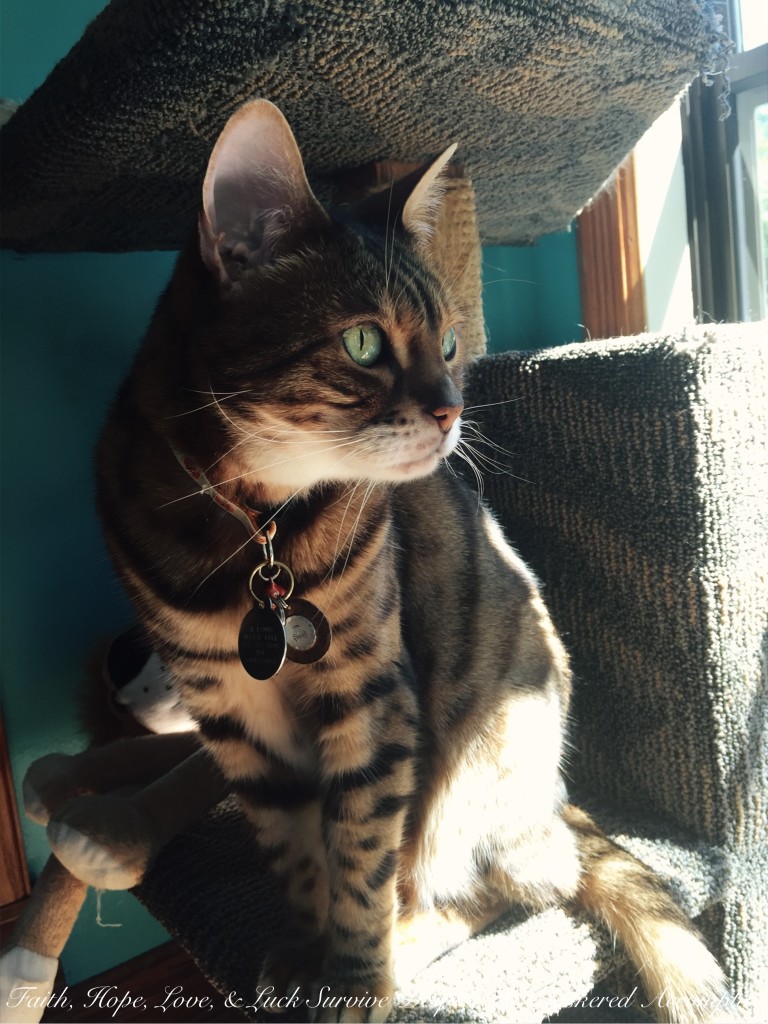 Happy Caturday! - 09/19/2015 | Faith, Hope, Love, and Luck Survive Despite a Whiskered Accomplice