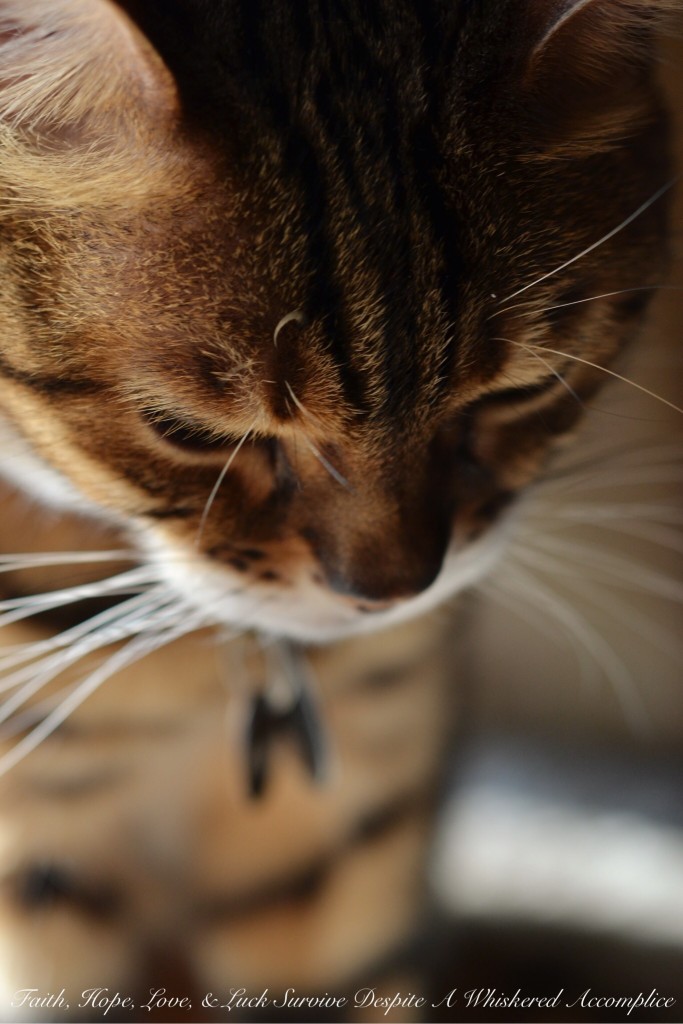 Happy 12th Birthday! | Faith, Hope, Love, and Luck Survive Despite a Whiskered Accomplice