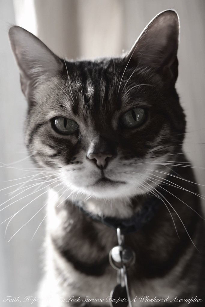 Happy Caturday! - 09/05/2015 | Faith, Hope, Love, and Luck Survive Despite a Whiskered Accomplice