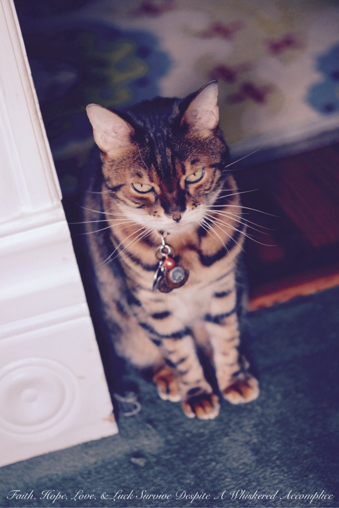 Happy Caturday! - 11/14/2015 | Faith, Hope, Love, and Luck Survive Despite a Whiskered Accomplice