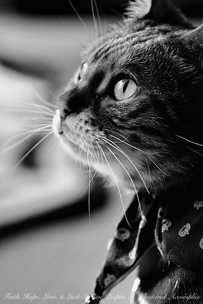 Brenna's Halloween Costume Torture 2013 & Halloween Pet Safety Tips | Faith, Hope, Love, and Luck Survive Despite a Whiskered Accomplice