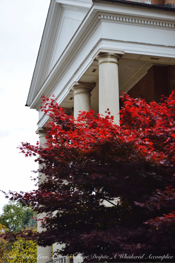 Falling Leaves in Cumberland | Faith, Hope, Love, and Luck Survive Despite a Whiskered Accomplice