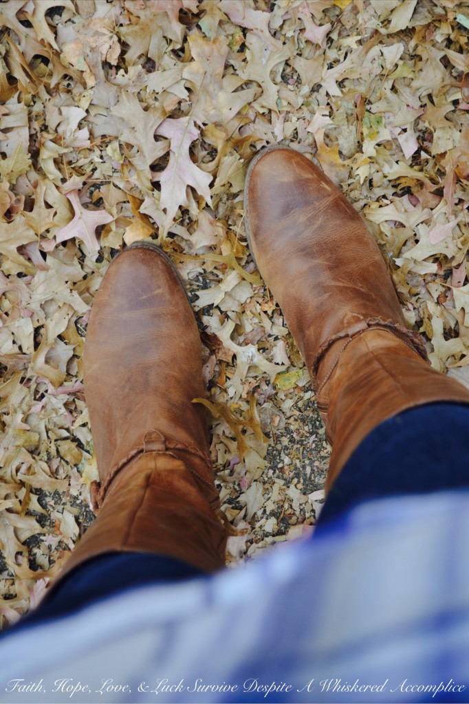 Falling Leaves in Cumberland | Faith, Hope, Love, and Luck Survive Despite a Whiskered Accomplice