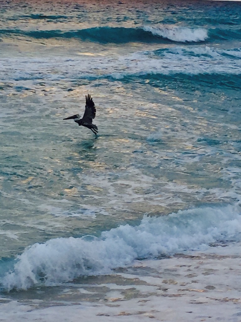 Greetings from Cancun | Faith, Hope, Love, and Luck Survive Despite a Whiskered Accomplice