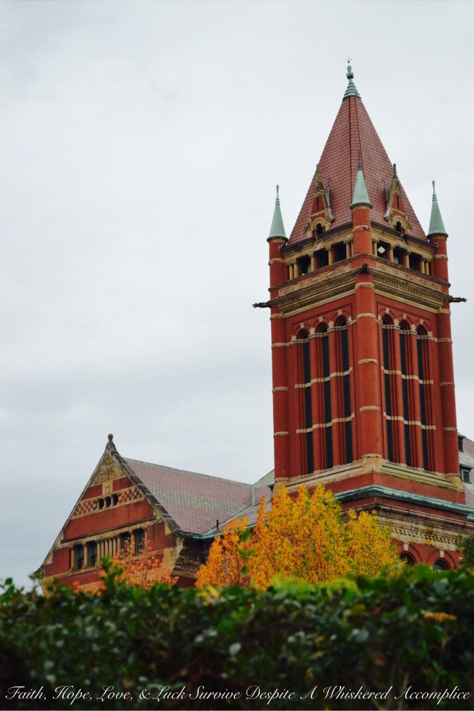 Falling Leaves in Cumberland | Faith, Hope, Love, and Luck Survive Despite a Whiskered Accomplice