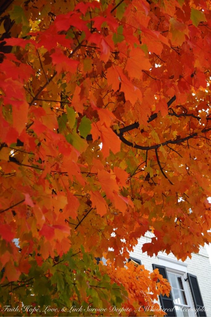 Falling Leaves in Cumberland | Faith, Hope, Love, and Luck Survive Despite a Whiskered Accomplice