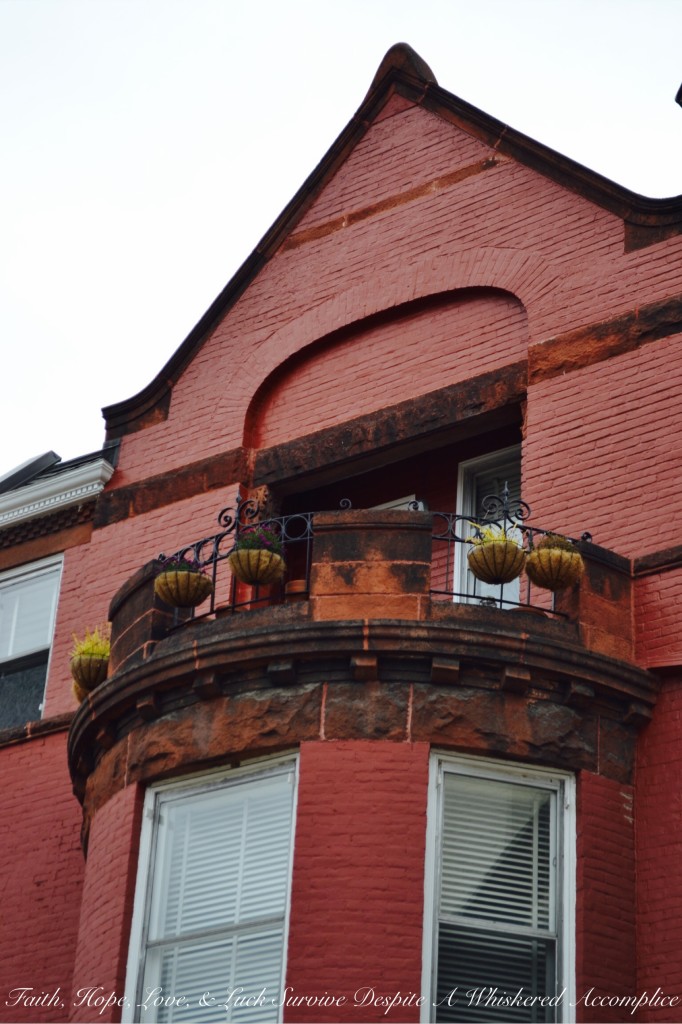 Falling Leaves in Cumberland | Faith, Hope, Love, and Luck Survive Despite a Whiskered Accomplice