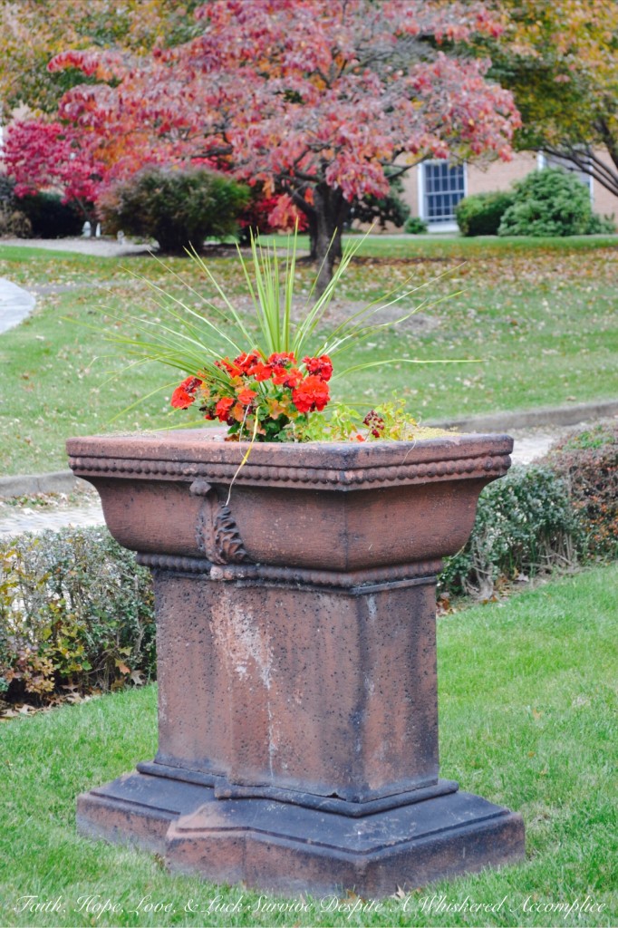 Falling Leaves in Cumberland | Faith, Hope, Love, and Luck Survive Despite a Whiskered Accomplice