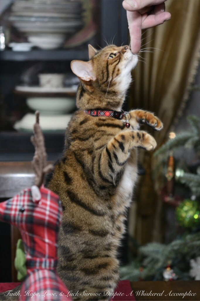 Happy Caturday! - 01/16/2016 | Faith, Hope, Love, and Luck Survive Despite a Whiskered Accomplice