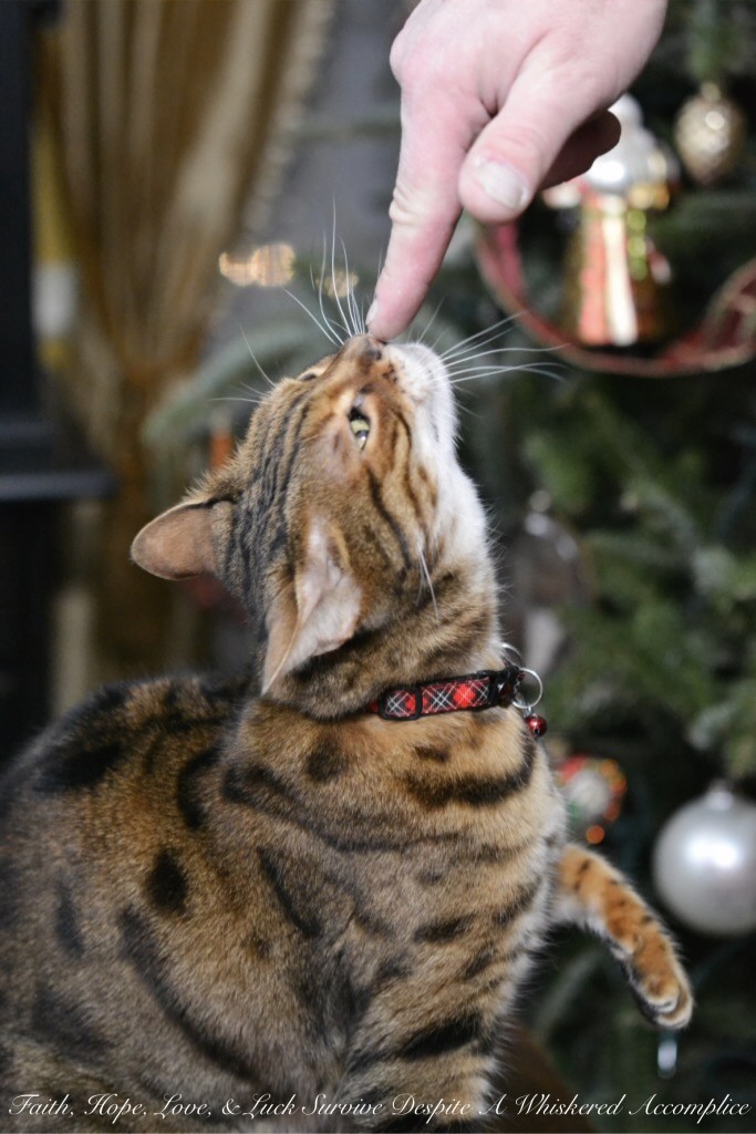 Happy Caturday! - 01/16/2016 | Faith, Hope, Love, and Luck Survive Despite a Whiskered Accomplice