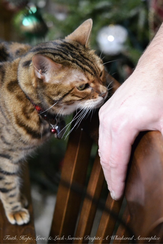 Happy Caturday! - 01/16/2016 | Faith, Hope, Love, and Luck Survive Despite a Whiskered Accomplice