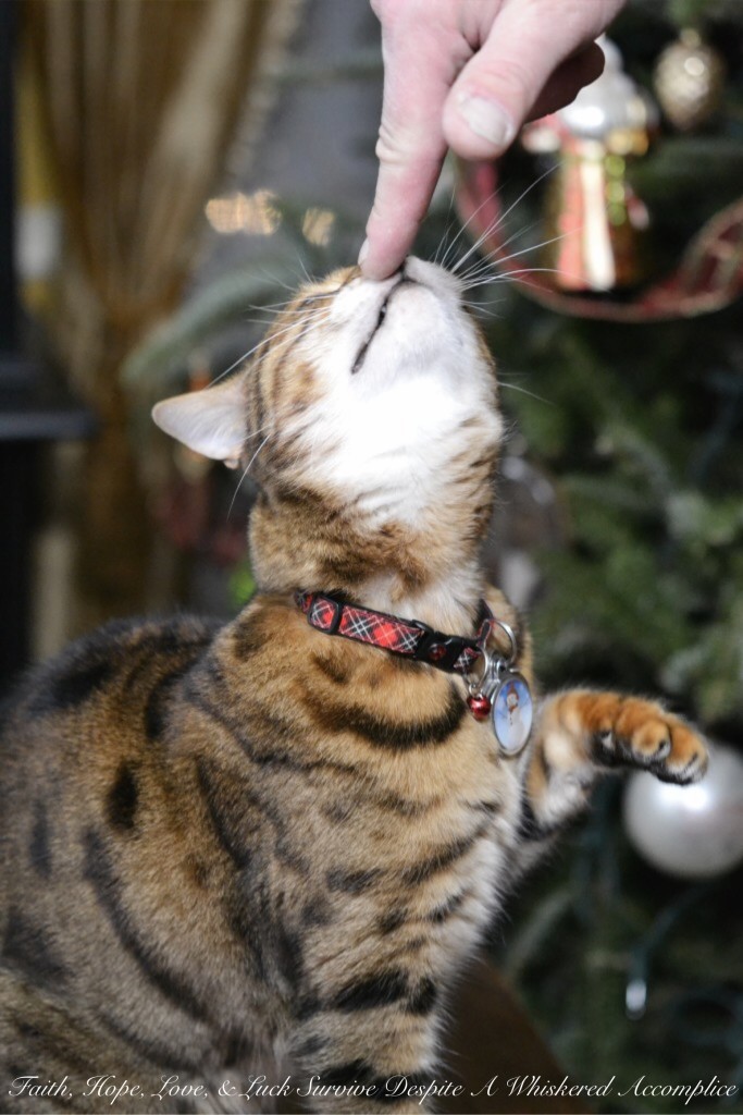 Happy Caturday! - 01/16/2016 | Faith, Hope, Love, and Luck Survive Despite a Whiskered Accomplice