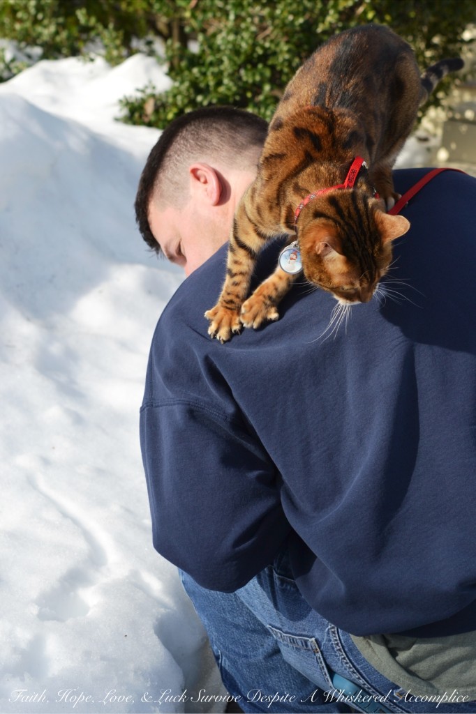 Happy Caturday! - 02/06/2016 | Faith, Hope, Love, and Luck Survive Despite a Whiskered Accomplice
