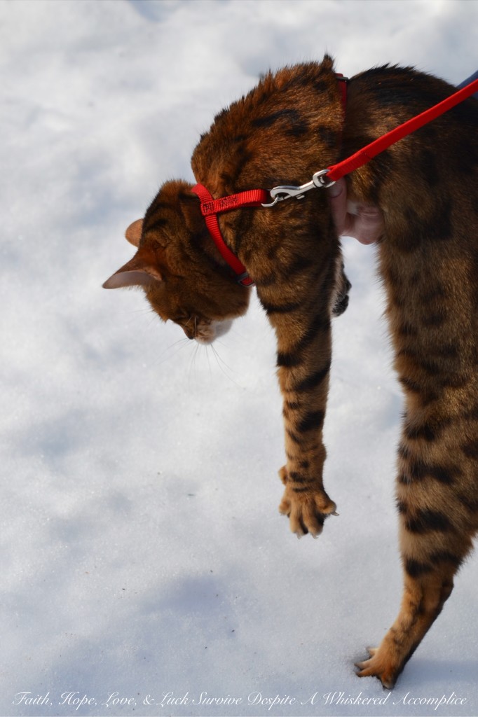 Happy Caturday! - 02/06/2016 | Faith, Hope, Love, and Luck Survive Despite a Whiskered Accomplice