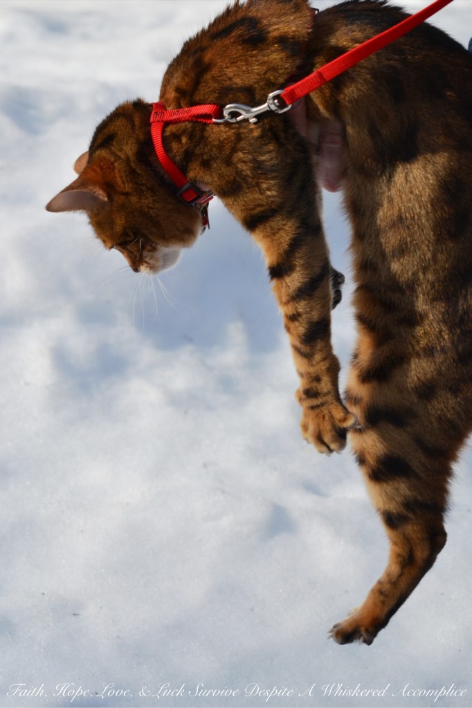 Happy Caturday! - 02/06/2016 | Faith, Hope, Love, and Luck Survive Despite a Whiskered Accomplice