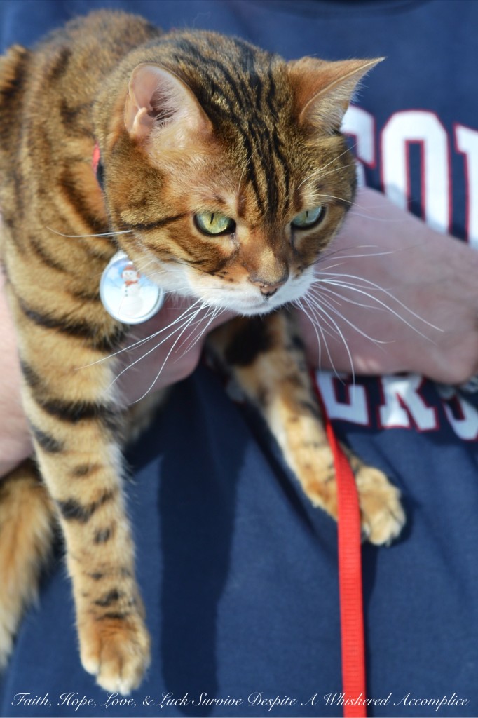 Happy Caturday! - 02/06/2016 | Faith, Hope, Love, and Luck Survive Despite a Whiskered Accomplice