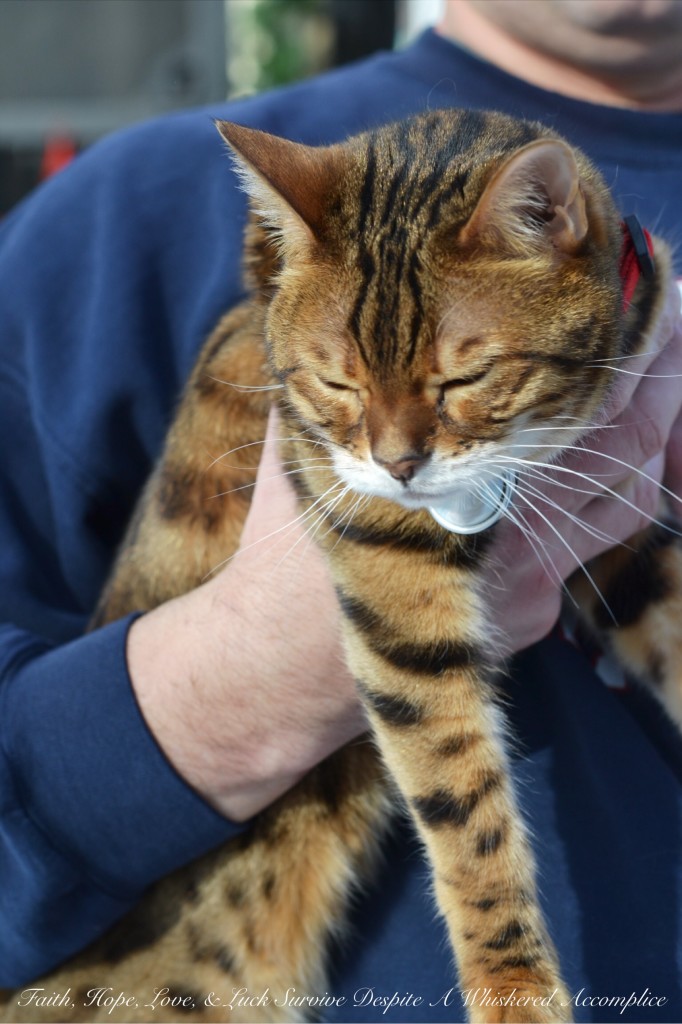 Happy Caturday! - 02/06/2016 | Faith, Hope, Love, and Luck Survive Despite a Whiskered Accomplice