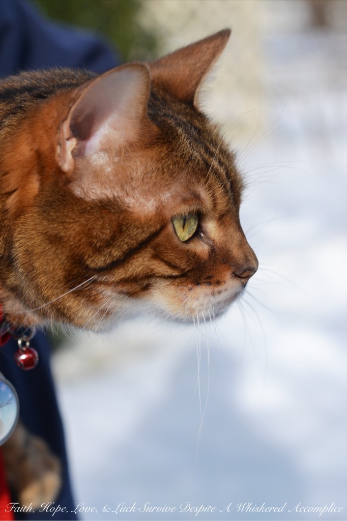 Happy Caturday! - 02/06/2016 | Faith, Hope, Love, and Luck Survive Despite a Whiskered Accomplice