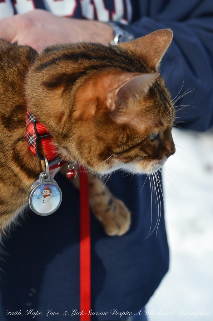 Happy Caturday! - 02/06/2016 | Faith, Hope, Love, and Luck Survive Despite a Whiskered Accomplice