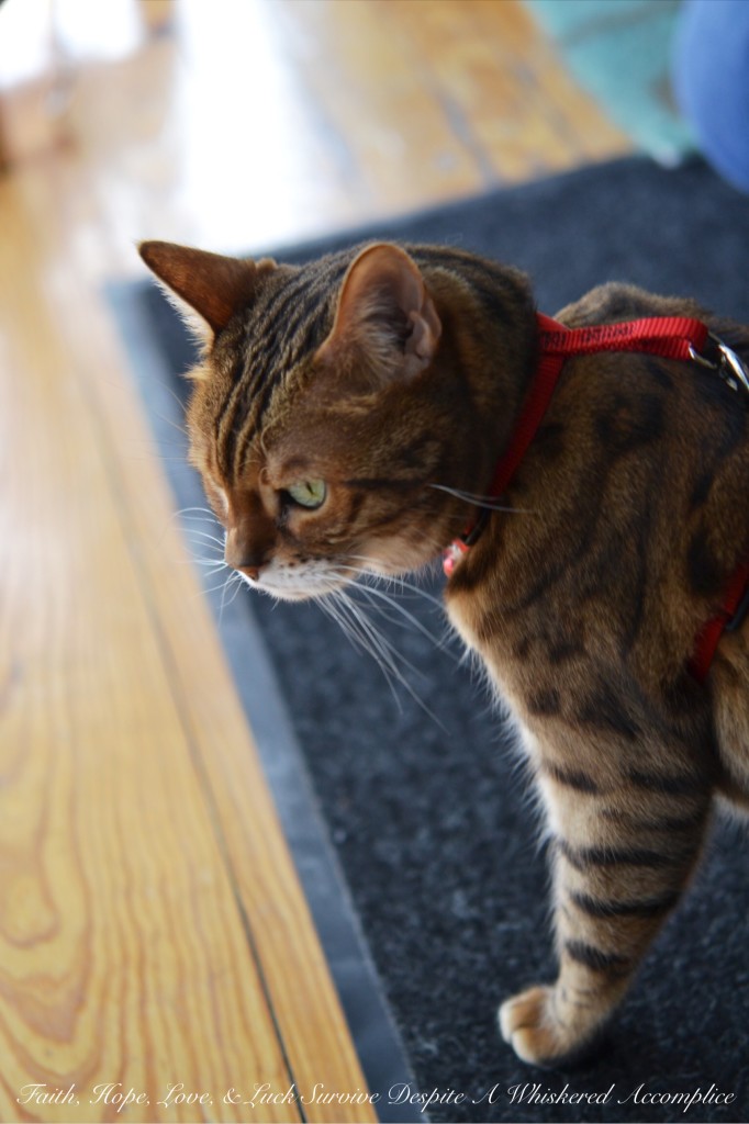 Happy Caturday! - 02/06/2016 | Faith, Hope, Love, and Luck Survive Despite a Whiskered Accomplice