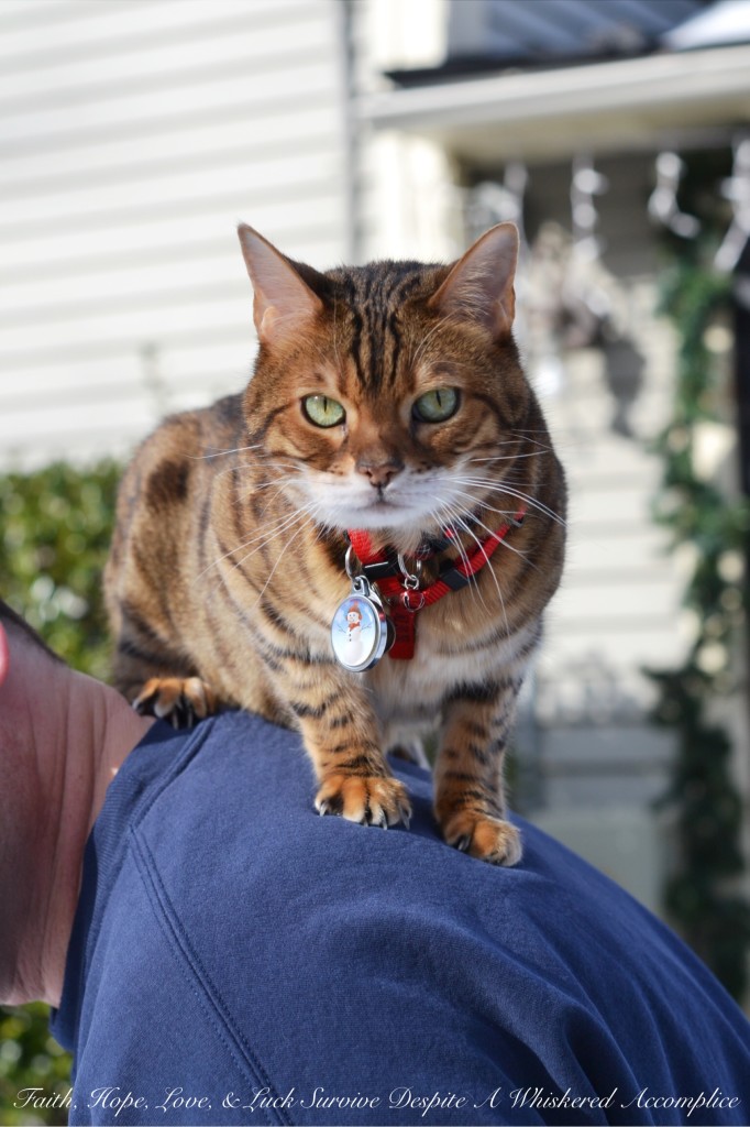 Happy Caturday! - 02/06/2016 | Faith, Hope, Love, and Luck Survive Despite a Whiskered Accomplice