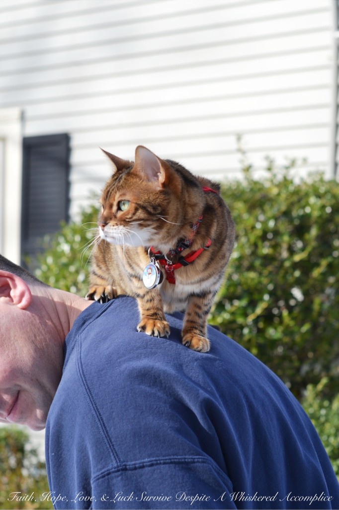 Happy Caturday! - 02/06/2016 | Faith, Hope, Love, and Luck Survive Despite a Whiskered Accomplice