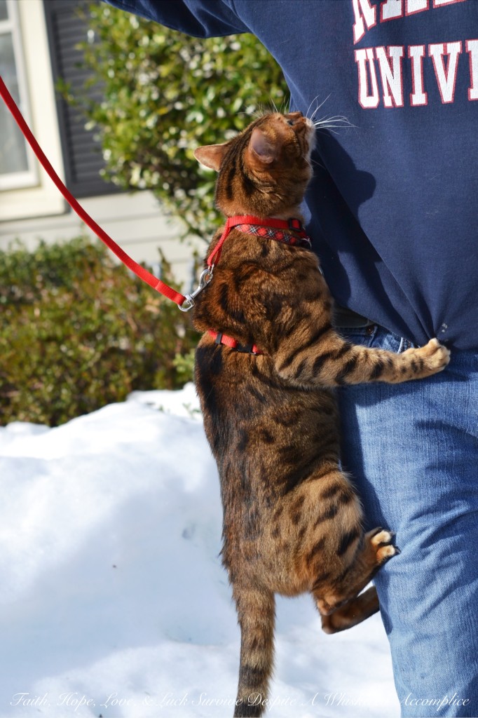 Happy Caturday! - 02/06/2016 | Faith, Hope, Love, and Luck Survive Despite a Whiskered Accomplice