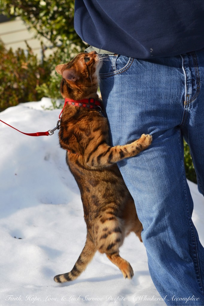 Happy Caturday! - 02/06/2016 | Faith, Hope, Love, and Luck Survive Despite a Whiskered Accomplice