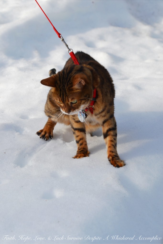 Happy Caturday! - 02/06/2016 | Faith, Hope, Love, and Luck Survive Despite a Whiskered Accomplice