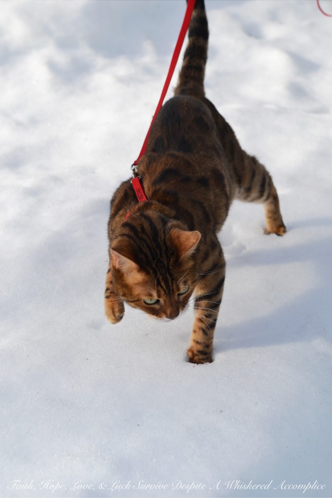 Happy Caturday! - 02/06/2016 | Faith, Hope, Love, and Luck Survive Despite a Whiskered Accomplice