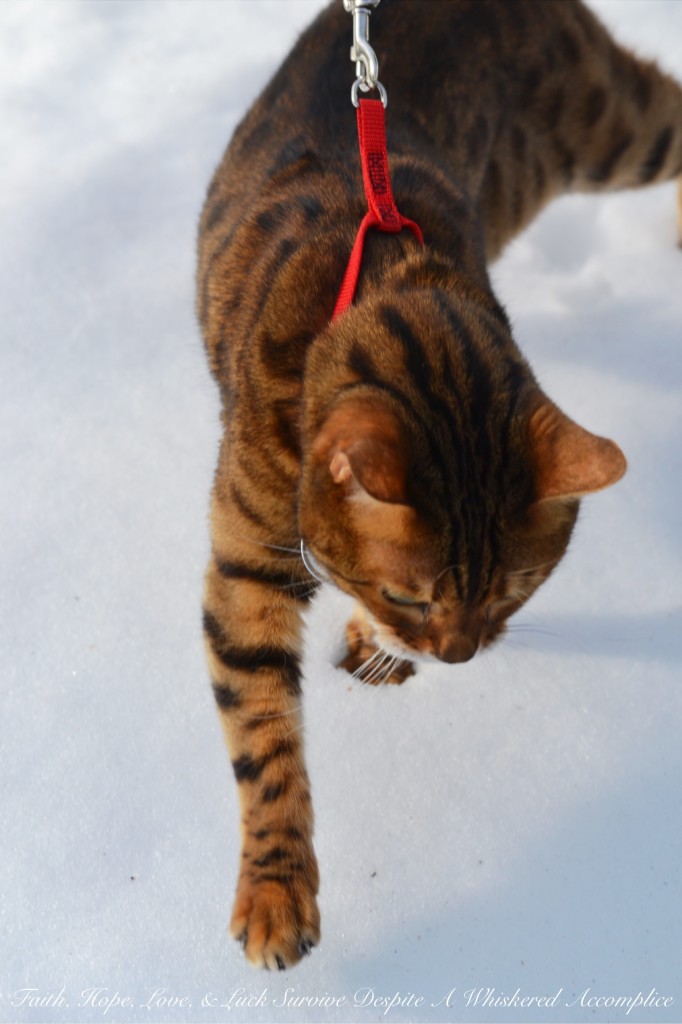 Happy Caturday! - 02/06/2016 | Faith, Hope, Love, and Luck Survive Despite a Whiskered Accomplice