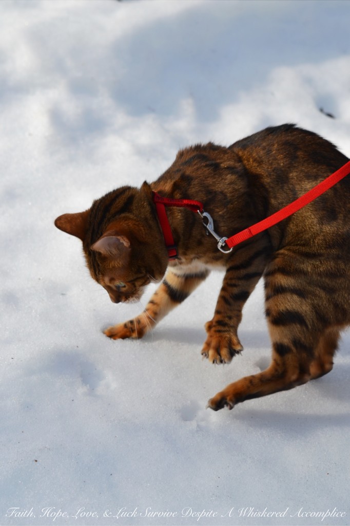 Happy Caturday! - 02/06/2016 | Faith, Hope, Love, and Luck Survive Despite a Whiskered Accomplice