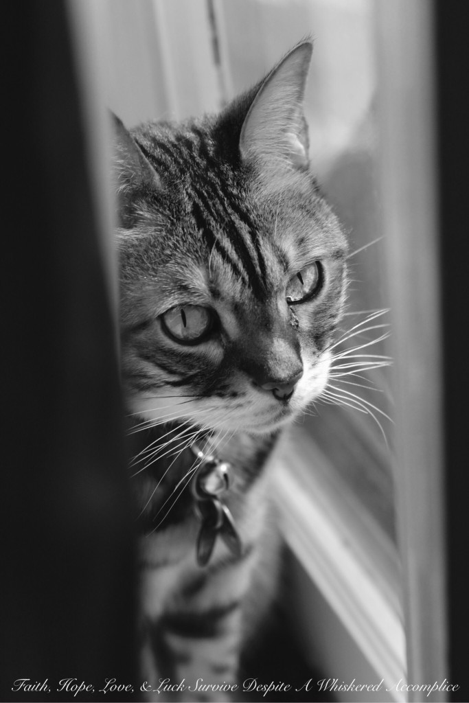 You Are Not Allowed to Complain About My Cat, Even If I Do | Faith, Hope, Love, and Luck Survive Despite a Whiskered Accomplice
